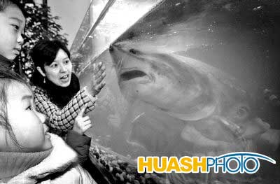 環(huán)保食品最搶手　千斤鱘魚成明星(圖)