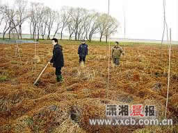 洞庭湖核心區清除非法楊樹