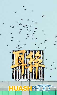 沈城“死盯”南京街烏鴉(圖)