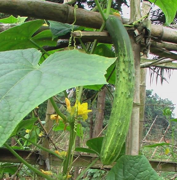 蜂蜜和黃瓜排毒養顏法
