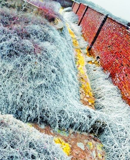 河南廢棄化工廠毒氣泄漏數百平米草木枯死(圖)