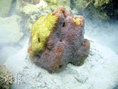 環保組織監察香港珊瑚群落變化希望找出原因