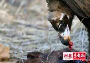 經(jīng)過(guò)保護(hù)區(qū)的認(rèn)真調(diào)查,他們終于發(fā)現(xiàn)了原因。原來(lái),近年來(lái)隨著保護(hù)區(qū)環(huán)境的改善,這里來(lái)了不少“座山雕”。“座山雕” 學(xué)名禿鷲,屬國(guó)家二級(jí)保護(hù)動(dòng)物。 經(jīng)過(guò)保護(hù)區(qū)的認(rèn)真調(diào)查,他們終于發(fā)現(xiàn)了原因。原來(lái),近年來(lái)隨著保護(hù)區(qū)環(huán)境的改善,這里來(lái)了不少“座山雕”。“座山雕” 學(xué)名禿鷲,屬國(guó)家二級(jí)保護(hù)動(dòng)物。