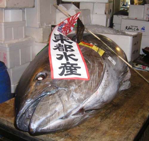 重達342公斤的“日本一”藍鰭吞拿魚以天價308萬成交。圖片來源：香港大公報