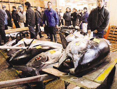 香港食肆聯同日本壽司餐廳以破紀錄3,249萬日圓(約308萬港元)，投得俗稱“日本一”的一條342公斤藍鰭金槍魚。 路透社