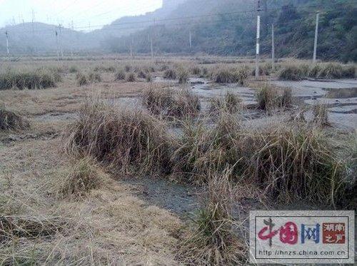 當地村民被廢水污染的拋荒地