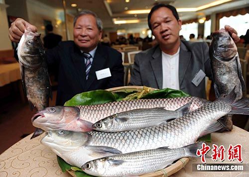 香港認證有機水產養殖塘的負責人在記者會上展示烏頭、大頭魚及鯇魚。中新社發 譚達明 攝
