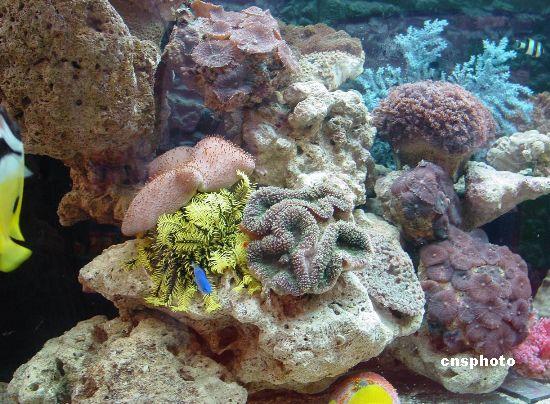 環(huán)保機構報告：全球珊瑚礁2050年前可能滅絕