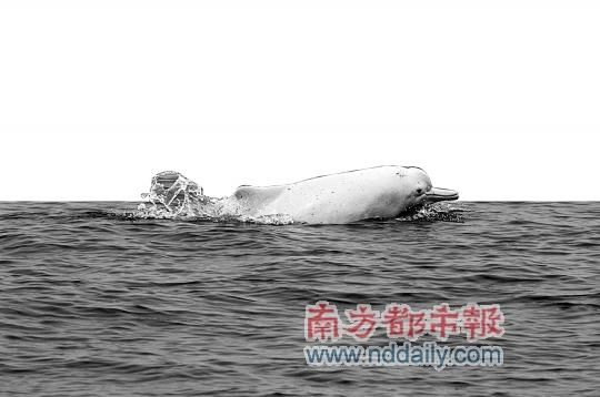 有關部門禁止在每年4至8月白海豚繁殖高峰期施工。