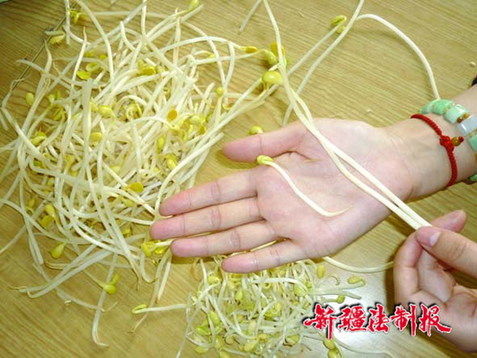 烏魯木齊現(xiàn)“化工”豆芽每根長(zhǎng)超過(guò)15厘米
