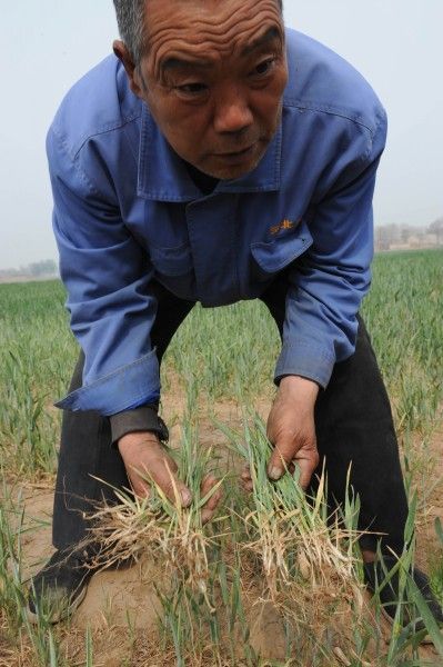 4月25日，在河北省元氏縣宋曹鎮南蘇村一塊受地下水污染影響長勢很差的麥地里，村民英剛拔出幾棵發黃的麥子。