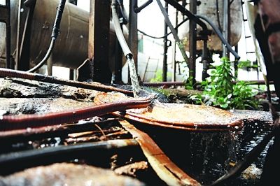 該化工廠污水直接排入下水道，流入附近池塘內(nèi)。