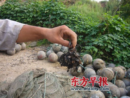 中海油康菲石油渤海溢油疑云：油污飄向何處