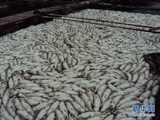 湖南資江新邵段出現大量死魚當地環保局釋疑遭質疑