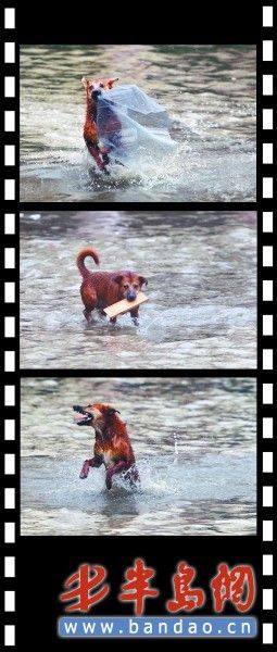 降雨致李村大集河水突漲小黃狗變身環(huán)保大使