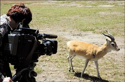 為了近距離拍攝野生動物，喬喬和攝制組只能睡在帳篷里。 喬喬 供圖