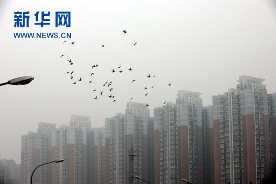 10月31日，鴿子在大霧中飛行。新華社記者 何俊昌 攝