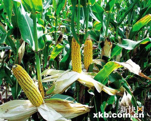 生物能源以環(huán)保名義破壞地球生態(tài)？