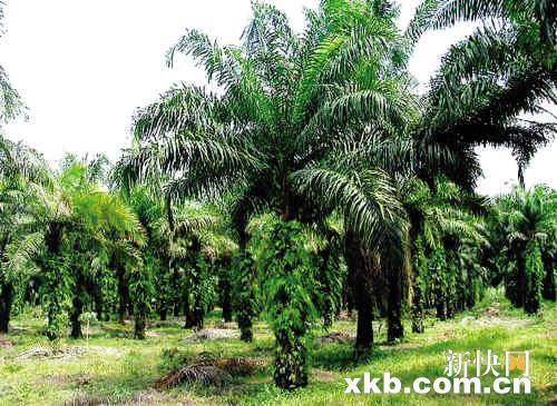 生物能源以環(huán)保名義破壞地球生態(tài)？