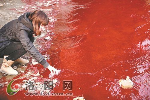 記者在華山路澗河橋下采集河水水樣。 