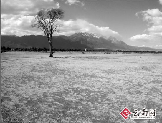 村民說被車輛“練駕”后留下荒地草都很難長出來。