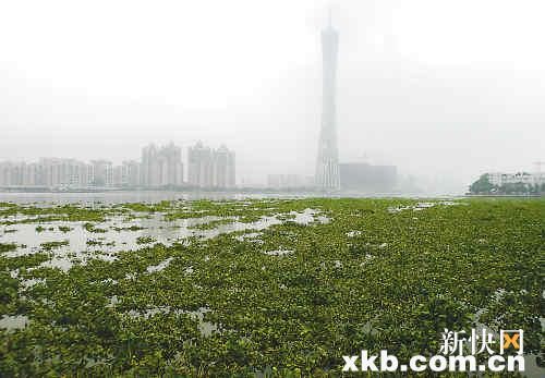 被忽視的環(huán)保：小心物種入侵