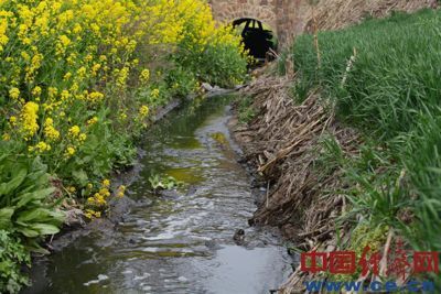 白云紙業的污水從郭莊村附近流入奎旺河支流中，污水溝兩邊是油菜與小麥。 