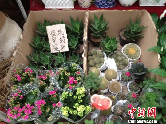 民眾環(huán)保意識增強(qiáng)西安吸收甲醛植物熱銷