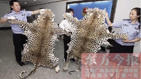 走私兩張豹皮換五年鐵窗騎著單車娶新娘時(shí)尚又環(huán)保