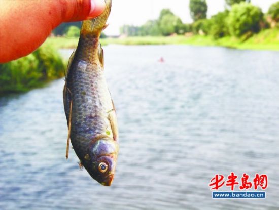 河面漂死魚三小時(shí)被撈光環(huán)保部門介入調(diào)查