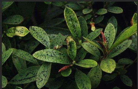 被“煤雨”淋過的植物。