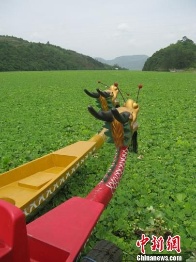 4月7日，廣西龍江河拉浪水電站庫區內，綠色的水生植物排列緊密一望無際，河面看不到一片水面，兩艘游船被困在其中。 蒙鳴明 攝