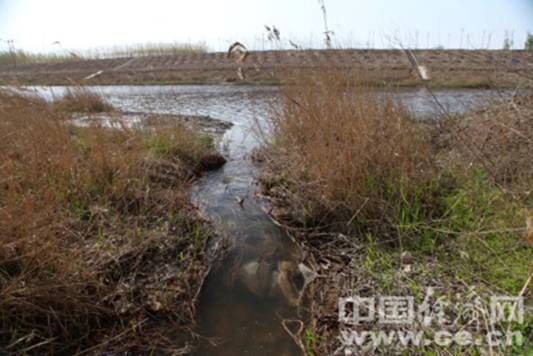 酸性污水在桃城區大西野營村附近流入滏陽河