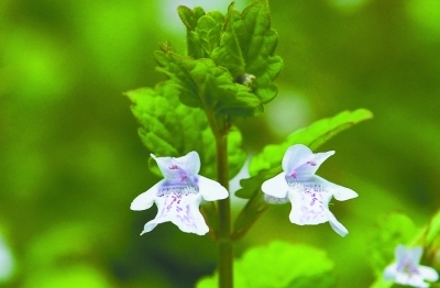 記錄南京300余種野花環保志愿者出版野花圖鑒