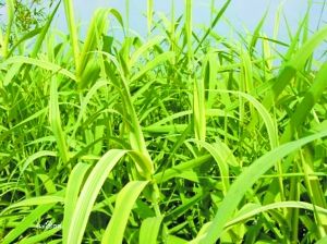 昌平沙荒地上試種“能源草”