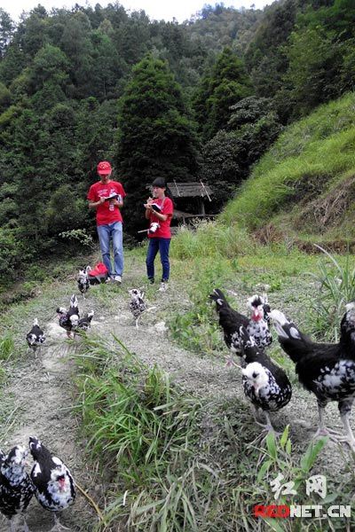 邵陽學(xué)院生態(tài)環(huán)保實(shí)踐團(tuán)調(diào)研桃林村新生家禽養(yǎng)殖業(yè)