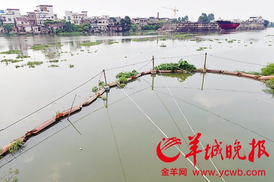 橫渡珠江活動(dòng)前夕環(huán)保局“試水”稱(chēng)體感良好