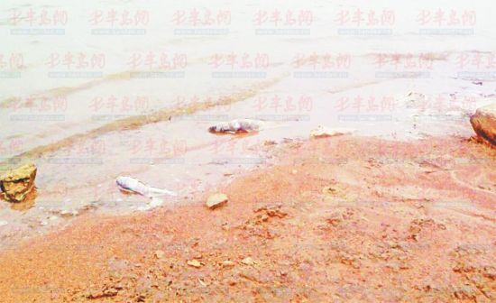 嶗山水庫頻現(xiàn)死魚環(huán)保局提醒水源地不宜放生