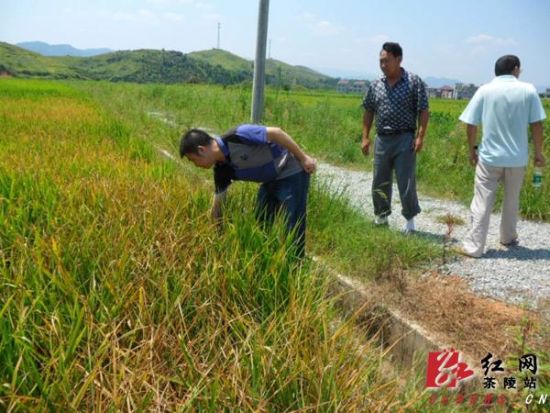 茶陵環保局局長陳璐山田間地頭慰問抗旱村民