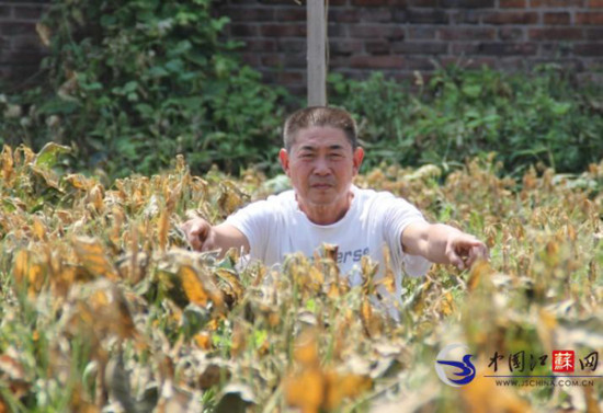 江蘇淮安菜地疑被化工廠污染近10畝農(nóng)作物枯死