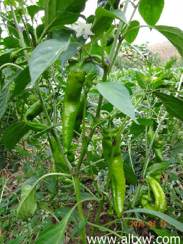 布爾津“綠色小莊園”環(huán)保又致富