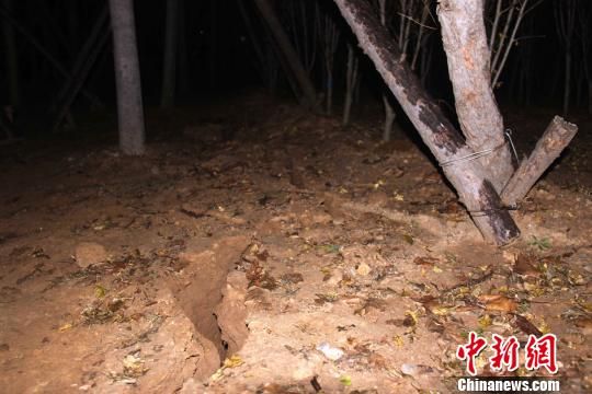 在青島市黃島區(qū)秦皇島路北側(cè)靠近青島麗東化工有限公司的綠化帶，距爆燃事故中心點(diǎn)20余米的地面出現(xiàn)了長達(dá)十余米的裂縫，最寬處達(dá)10余厘米。圖為爆炸造成的裂縫。 黃品璇 攝