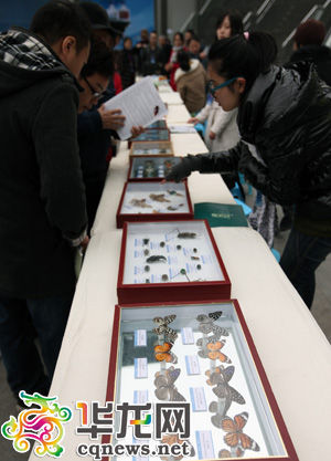 科學(xué)飼養(yǎng)蒼蠅虻蟲這些令人生厭的家伙也能參與環(huán)保