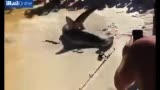 鯊魚被強行拖上岸